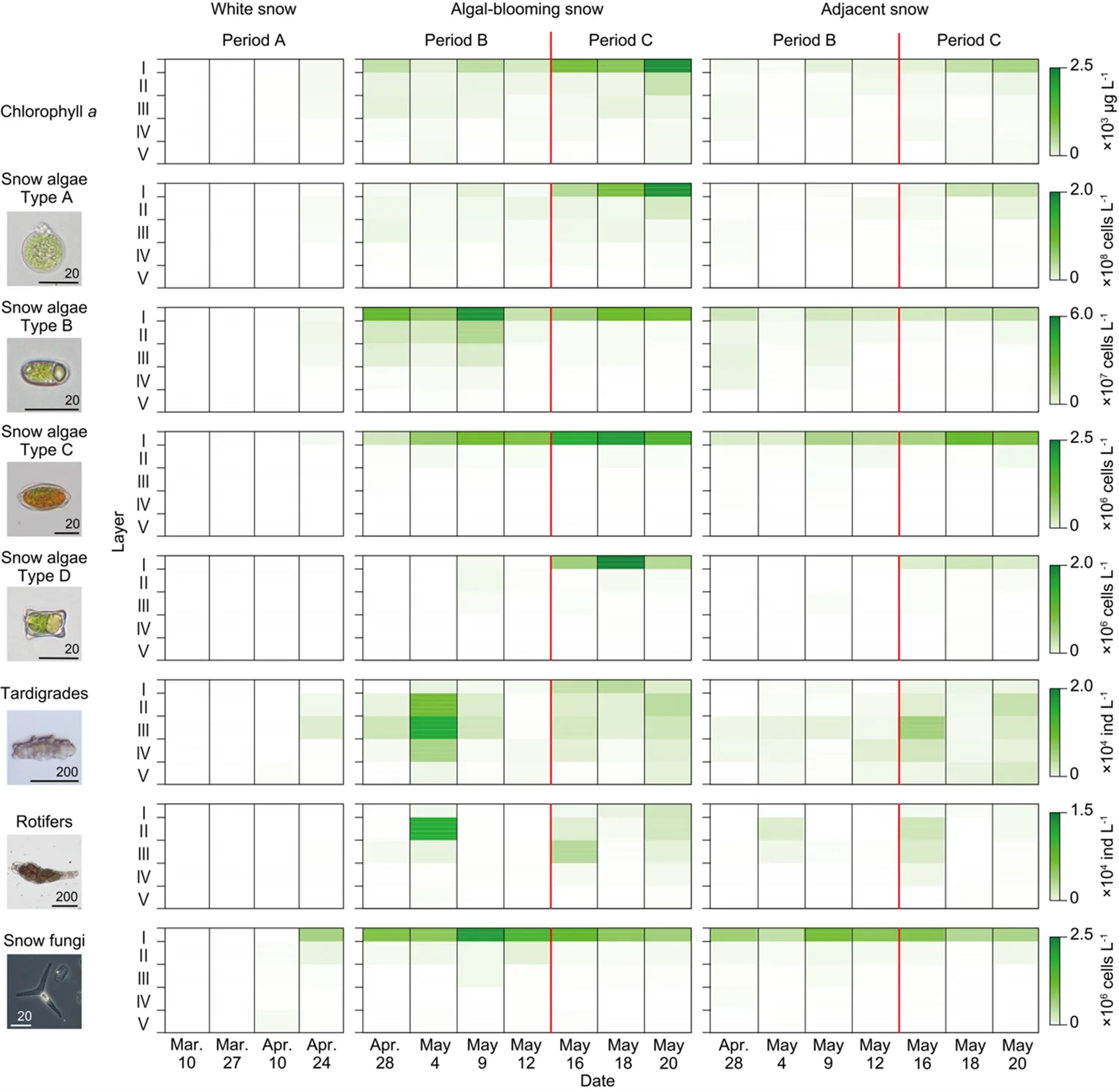 Plots show how the abundance of algae, fungi, tardigrades and rotifers changed over time and by depth in the upper snowpack, with the budburst date marked.